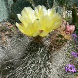 Opuntia polyacantha (hystricina) S. Ysidro, NM, USA JLcoll.3602.jpg